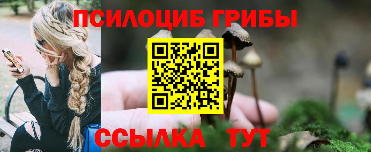 Псилоцибиновые грибы Cubensis  Сертолово 